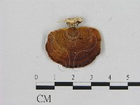 相鄰小孔菌藏品圖，第1張