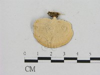 相鄰小孔菌藏品圖，第3張