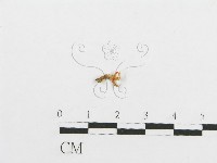 登錄號:F0009922藏品圖，第1張