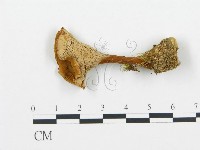 集毛菌屬藏品圖，第1張