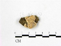 多年臥孔菌屬藏品圖，第1張