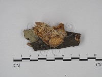 登錄號:F0009931藏品圖，第1張