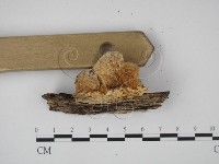 登錄號:F0009931藏品圖，第3張