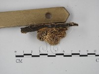 登錄號:F0009931藏品圖，第4張