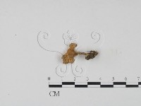 登錄號:F0009932藏品圖，第3張