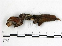 登錄號:F0009936藏品圖，第3張