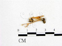 登錄號:F0009938藏品圖，第1張