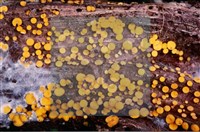 登錄號:F0009944藏品圖，第3張