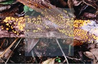 登錄號:F0009944藏品圖，第4張