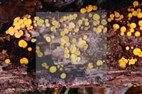 登錄號:F0009944藏品圖，第5張