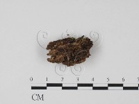 登錄號:F0009947藏品圖，第1張