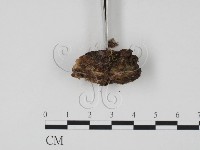 登錄號:F0009947藏品圖，第3張