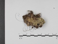 登錄號:F0009948藏品圖，第1張