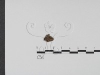 登錄號:F0009950藏品圖，第1張