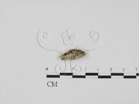 登錄號:F0009951藏品圖，第1張