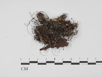 登錄號:F0009953藏品圖，第1張