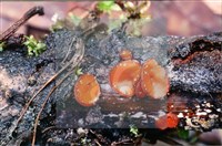 Accession Number:F0009953 Collection Image, Figure 4, Total 4 Figures