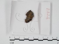 登錄號:F0009957藏品圖，第1張