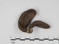 登錄號:F0009961藏品圖，第3張