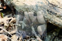 Accession Number:F0009961 Collection Image, Figure 4, Total 4 Figures