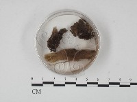 登錄號:F0009962藏品圖，第1張