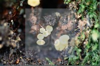 登錄號:F0009963藏品圖，第3張