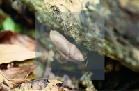 登錄號:F0009965藏品圖，第5張