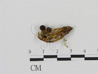 登錄號:F0009972藏品圖，第1張