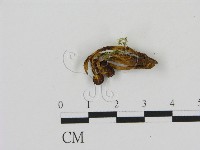 登錄號:F0009972藏品圖，第3張