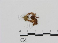 登錄號:F0009973藏品圖，第1張