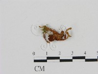 登錄號:F0009973藏品圖，第3張