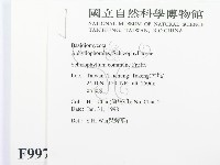 裂褶菌藏品圖，第2張