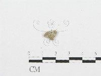 裂褶菌藏品圖，第3張