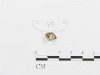 裂褶菌藏品圖，第1張