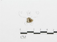 裂褶菌藏品圖，第3張