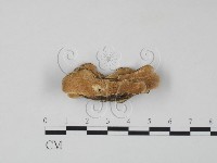 雲芝藏品圖，第1張