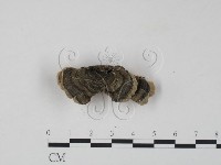 雲芝藏品圖，第3張