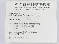 蜂窩菌屬藏品圖，第2張