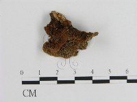 蜂窩菌屬藏品圖，第3張