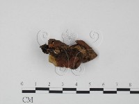 韌革菌屬藏品圖，第3張