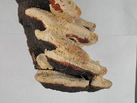 松生擬層孔菌藏品圖，第4張
