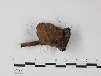 登錄號:F0009986藏品圖，第1張