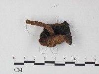 登錄號:F0009986藏品圖，第3張