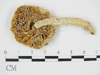 登錄號:F0009987藏品圖，第1張