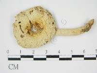 登錄號:F0009987藏品圖，第3張