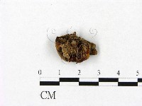 登錄號:F0009988藏品圖，第3張