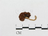 登錄號:F0009989藏品圖，第1張