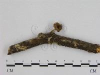 登錄號:F0009991藏品圖，第1張