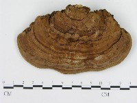 登錄號:F0009993藏品圖，第1張