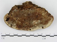 登錄號:F0009993藏品圖，第4張